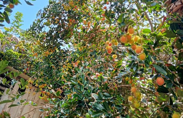 Rambutan garden in Ben Tre